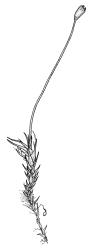 Dicranella schreberiana, shoot with capsule, dry. Drawn from J.T. Linzey 3145, CHR 532366.
 Image: R.C. Wagstaff © Landcare Research 2018 